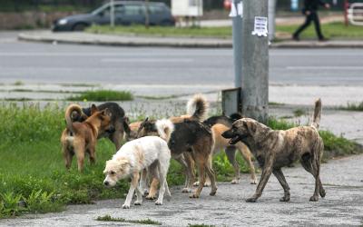 Віцебская прадпрыемства «Спецатобаза» просіць дапамогі, каб абязшкодзіць сабачыя зграі